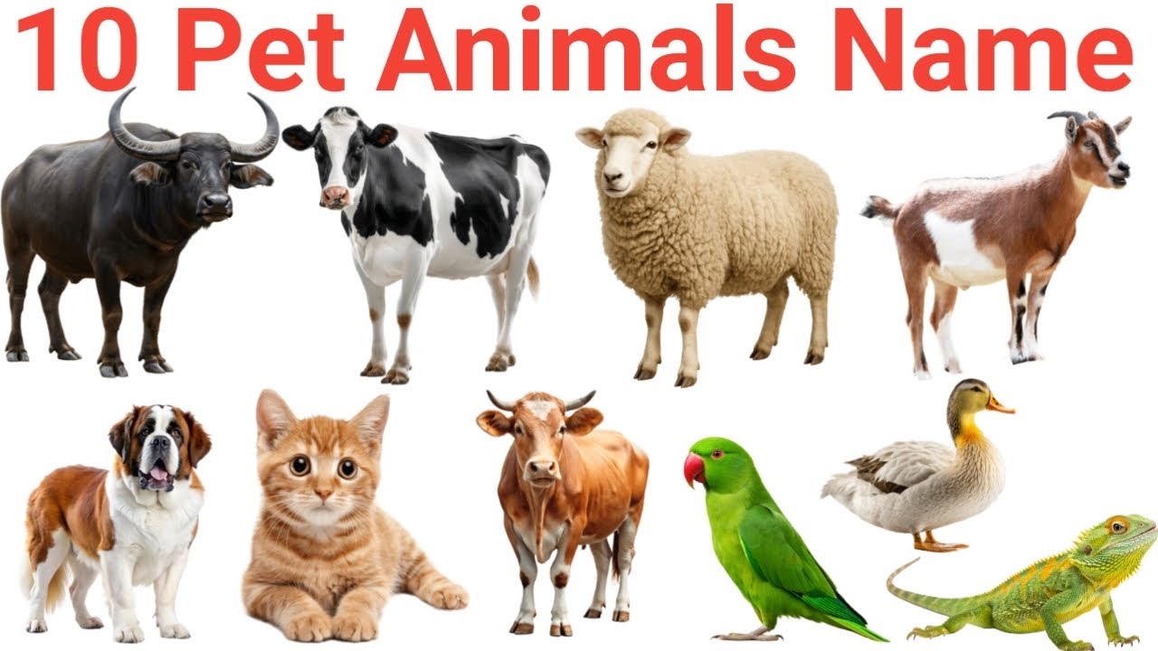🐕10 Pet Animals Name for Kids | पालतू जानवर के नाम | Easy Learn Pet Animals | Pet Animals Vocabulary