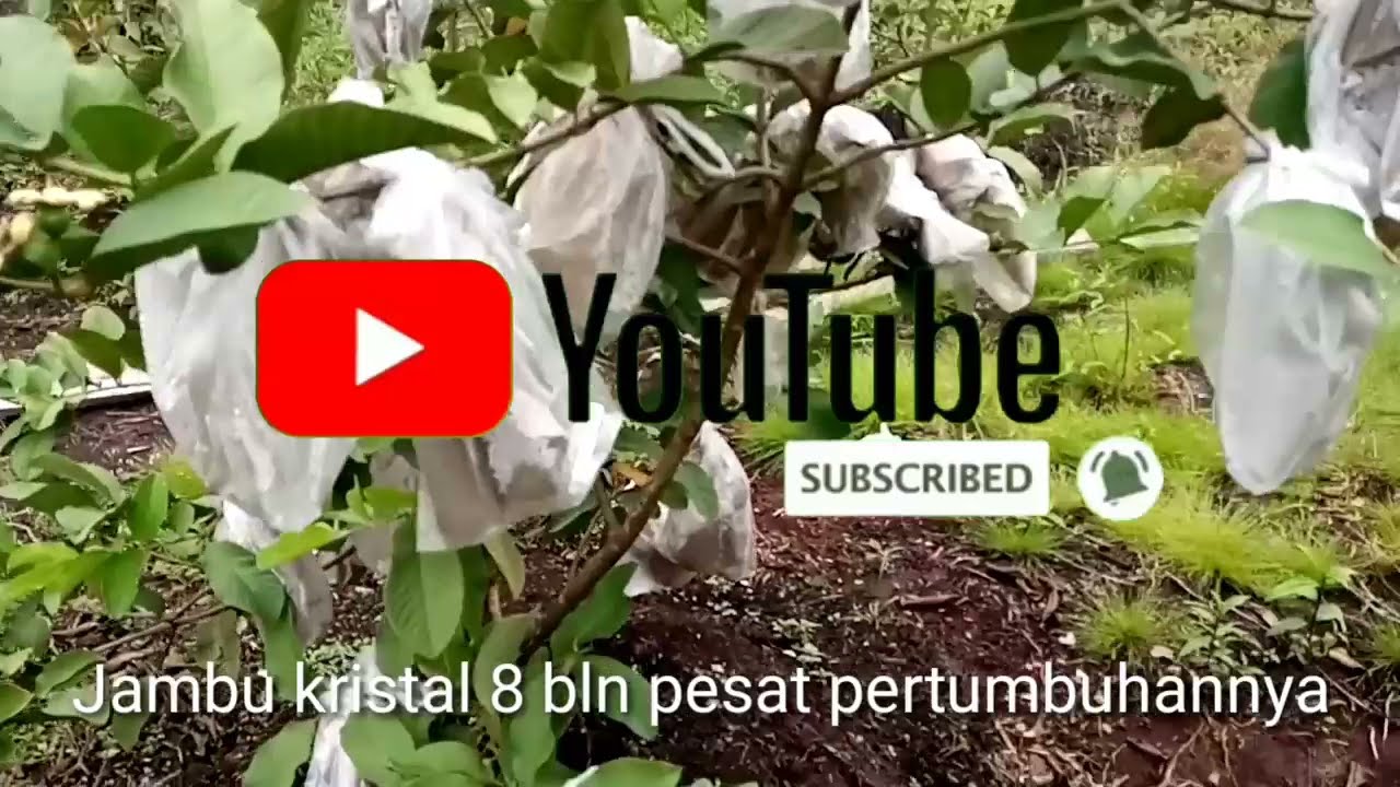 JAMBU KRISTAL 8 BULAN LEBAT BUAHNYA DI LAHAN GAMBUT