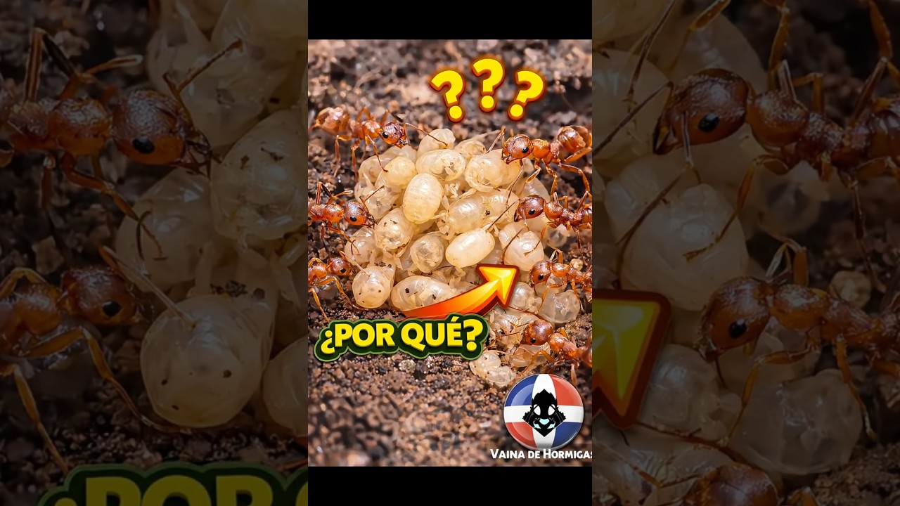 POR QUE?