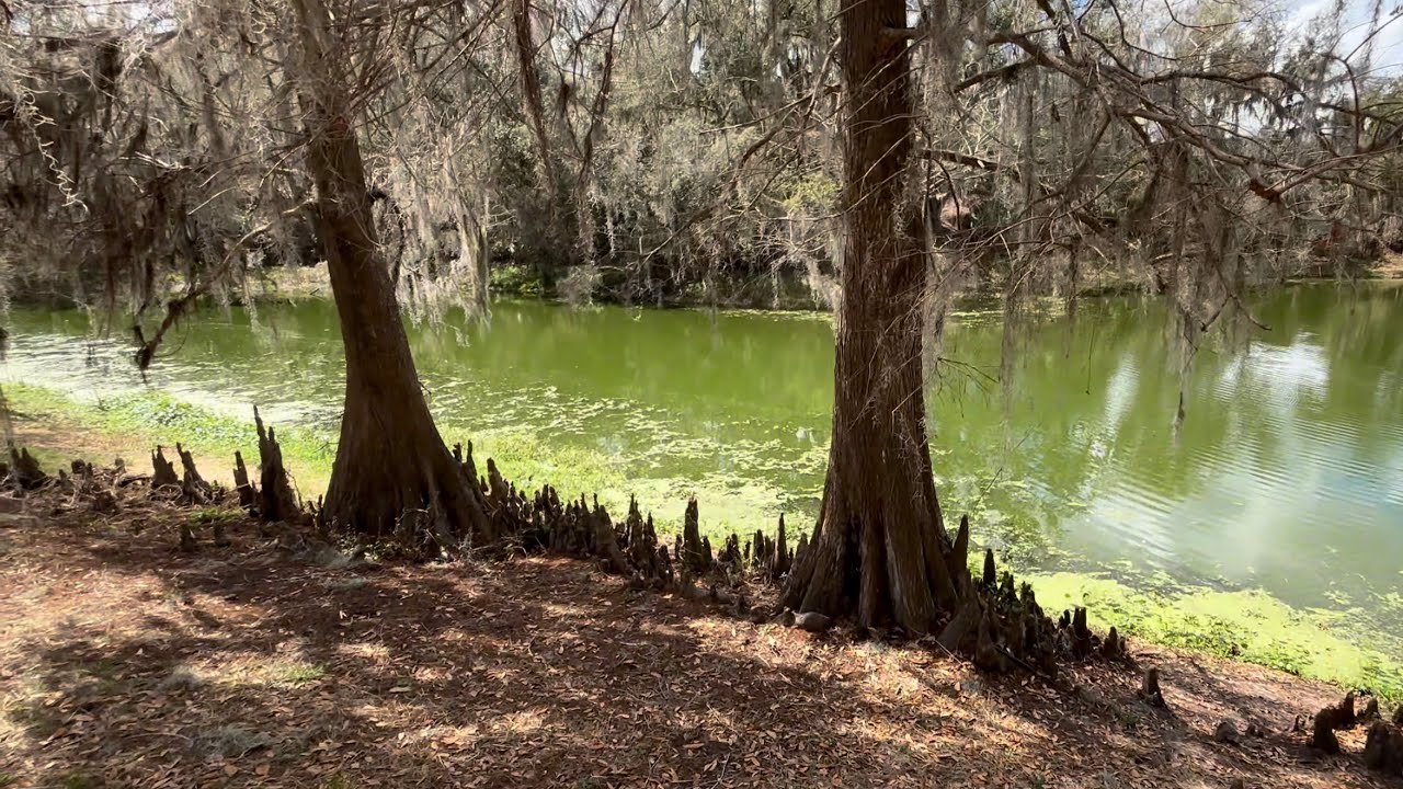 This place is FULL of GATORS! 🐊 