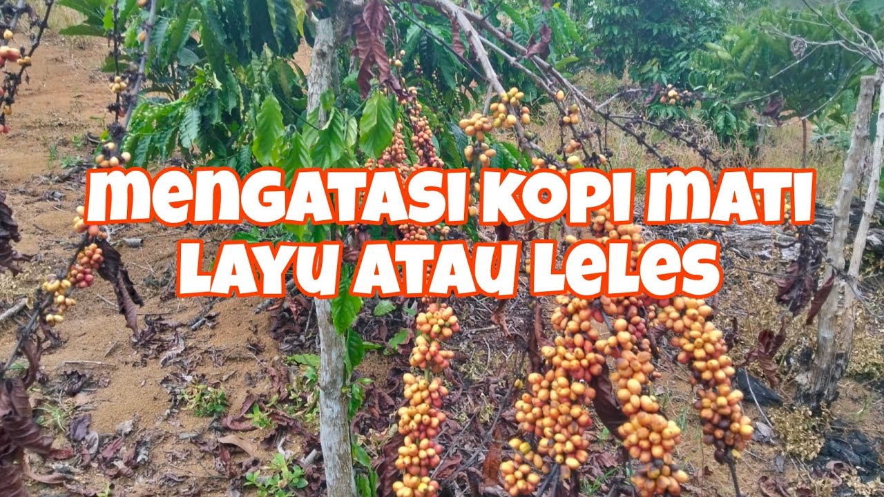 Tutorial mengatasi kopi mati layu/jamur 🍄‍🟫 upas kopi leles 