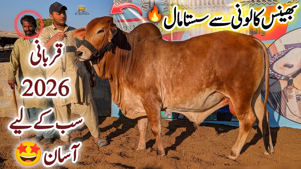 Bhains Colony Mandi Se Sasti Mandi Aman Bhai Ne Lagadi || Challenge In Rates 🔥 || Bakra Eid 2026
