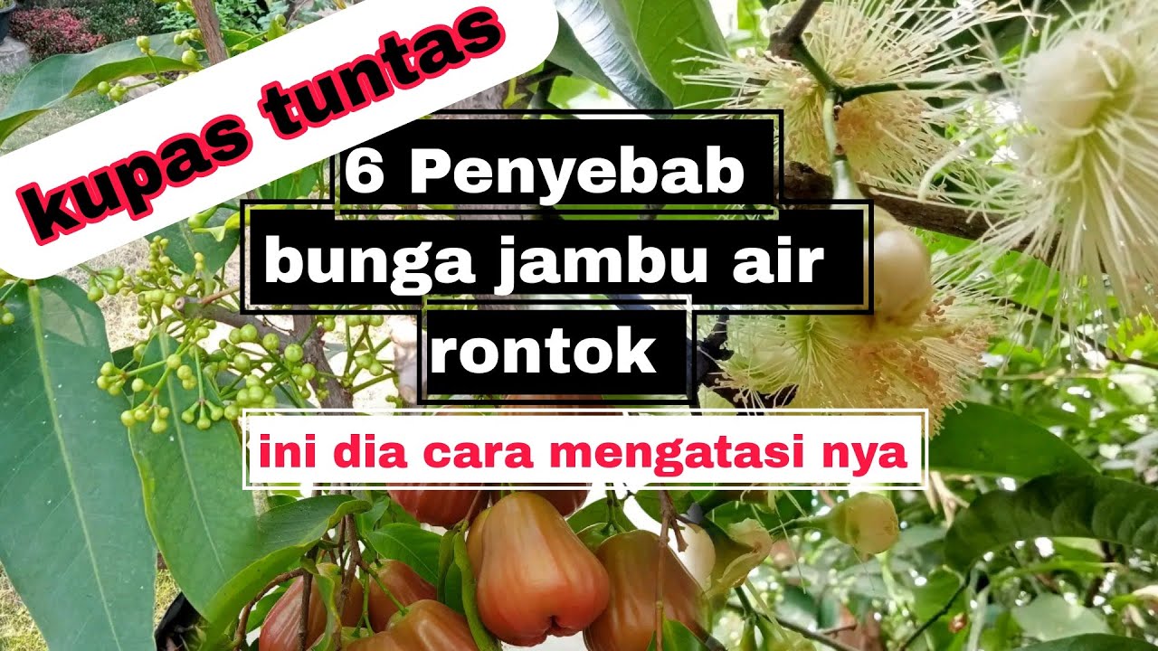 6 ПРИЧИН ОПАСЕНИЯ ЦВЕТОВ ВОДНОЙ ГУАВЫ И КАК ИХ ПОБЕДИТЬ