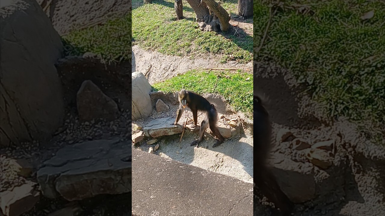 Zoo round 2 teaser 2 #like #share #subscribe #youtube