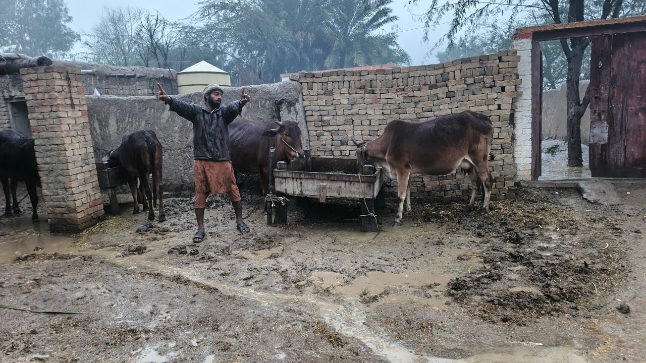 Barish ke dauran maveshiyon ko chara dalna Kitna Mushkil Hota Hai😶‍🌫😶‍🌫 village life