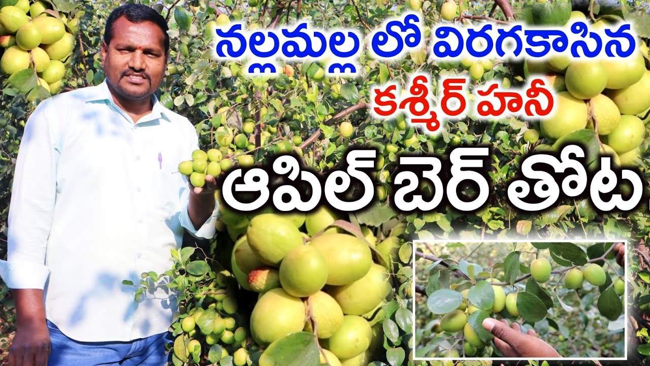 Kashmir Honey Apple Ber Farming | కశ్మీర్ హాని ఆపిల్ తోట బాగుంది | Apple Ber Farm | Shiva AgriClinic