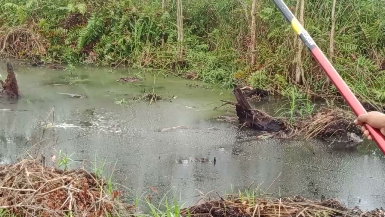 mancing mania strike babon super mantap .