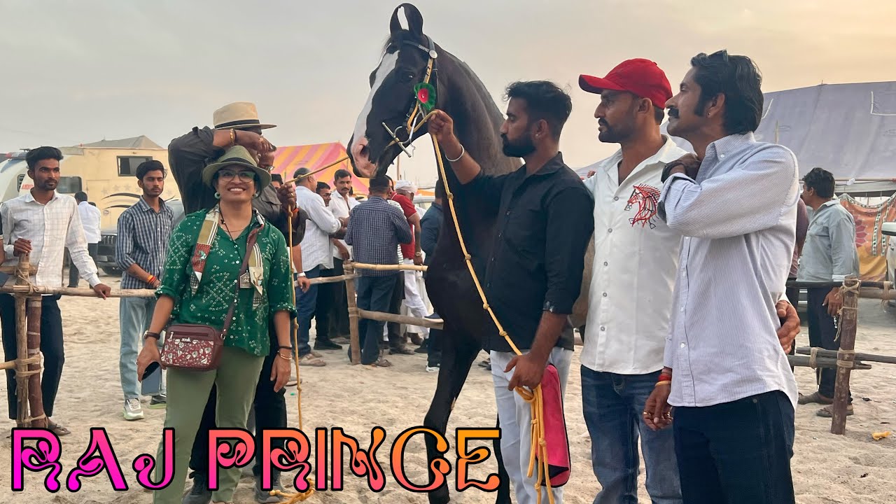 हज़ारो किलोमीटर का सफ़र तय करके बालोतरा की शान बना स्टेलियन राजप्रिंस 