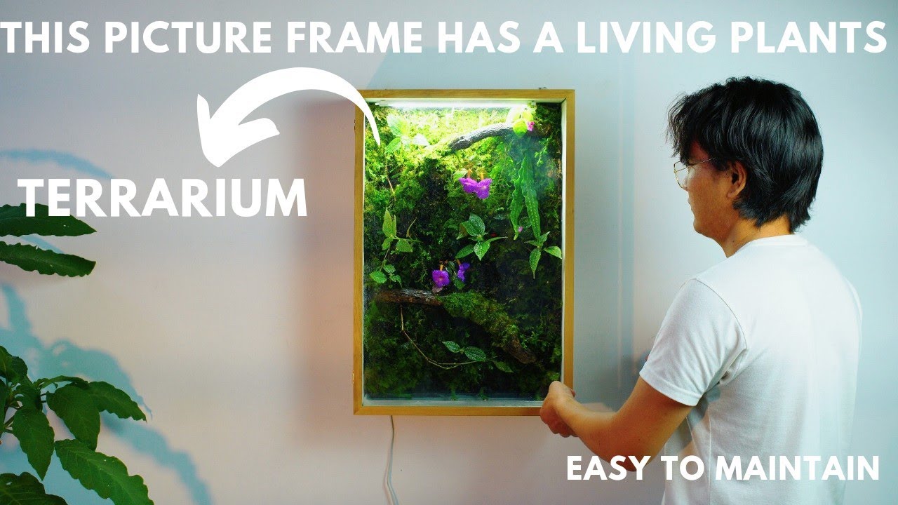 i made a terrarium in a picture frame (shadow box)  diy living wall