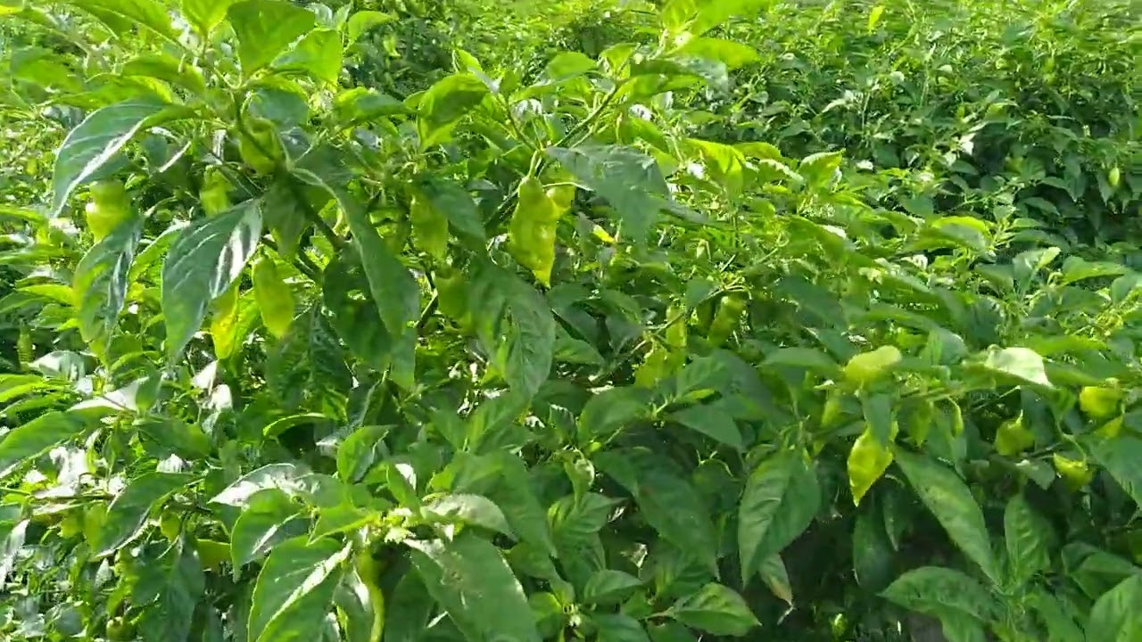 Plantio de pimenta de cheiro com bastante frutos, uma das maiores colheitas já feita🙌🏼🙌🏼🙏🏼👍🏼😊🙂