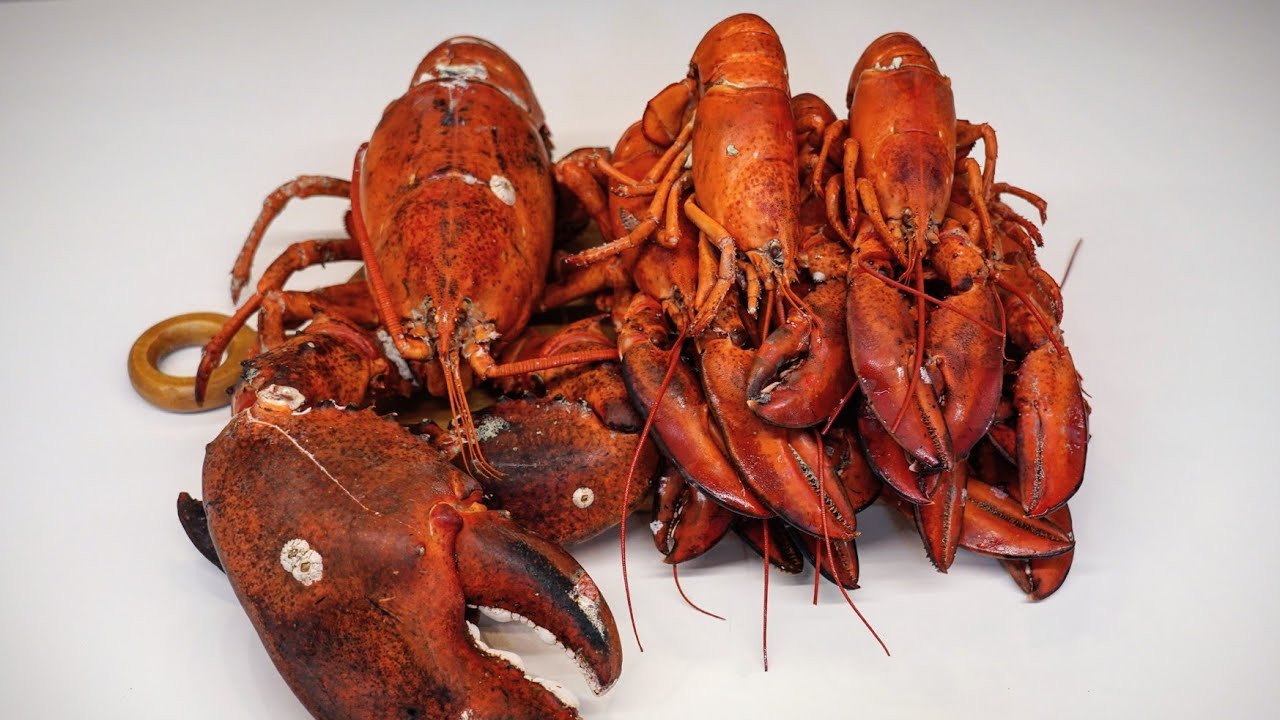 랍스터는 큰 거 1마리 먹는 게 나을까? 작은 거 여러 마리를 먹는 게 나을까?