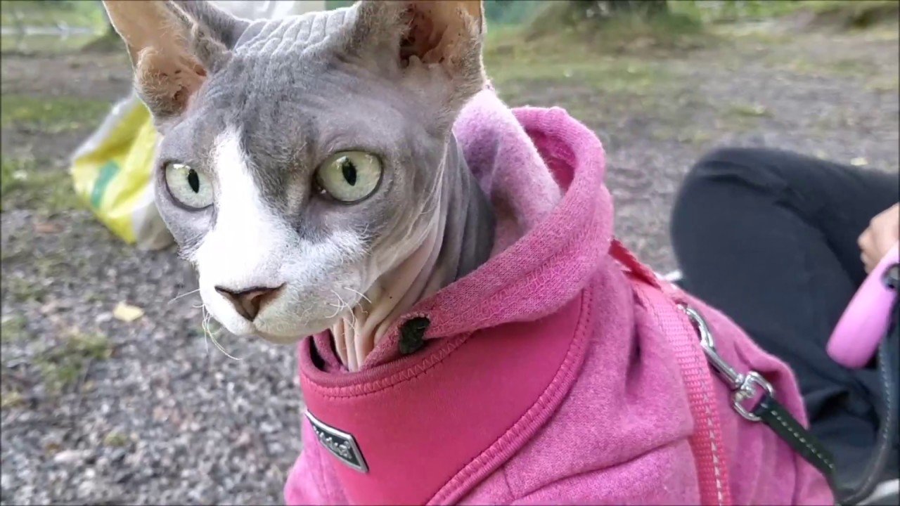 Walking outside with a sphynx cat