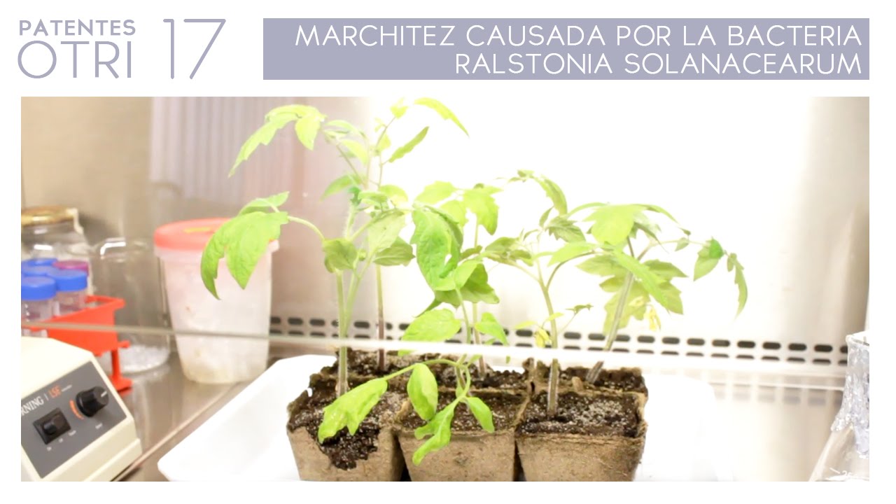 PATENTE OTRI #17: MARCHITEZ CAUSADA POR LA BACTERIA RALSTONIA SOLANACEARUM