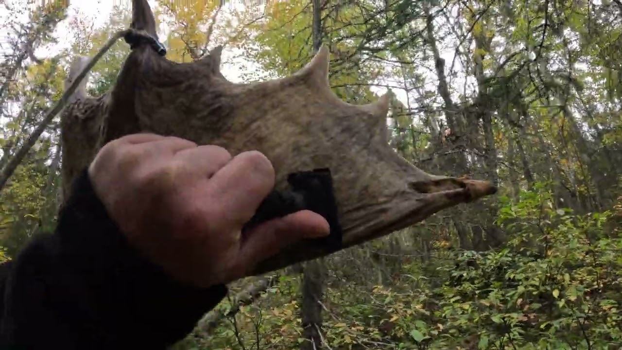 Chasse Orignal 2024 : Approche final et kill shot, buck sur le call ( Arbal&egrave;te Zone 13 ) Moose hunt