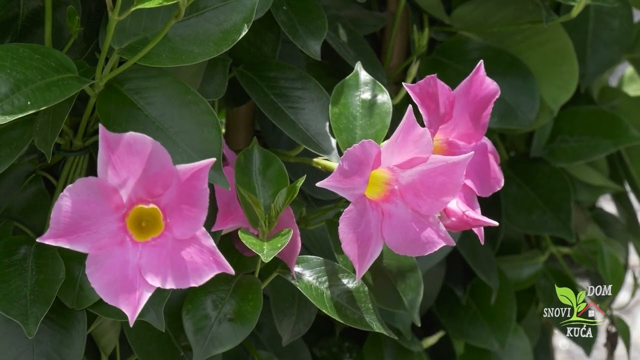 PUZAVICA MANDEVILA (BRAZILSKI JASMIN) - UZGOJ I PRIMJENA