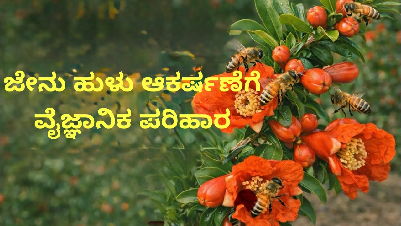 ಜೇನು ಹುಳು ಇಲ್ಲದಿದ್ದರೂ ಹಣ್ಣು ಕಟ್ಟಿಸಬಹುದು – ಅಂಬೆ ಬಹಾರ ರೈತರಿಗಾಗಿ ವಿಶೇಷ ಮಾಹಿತಿ