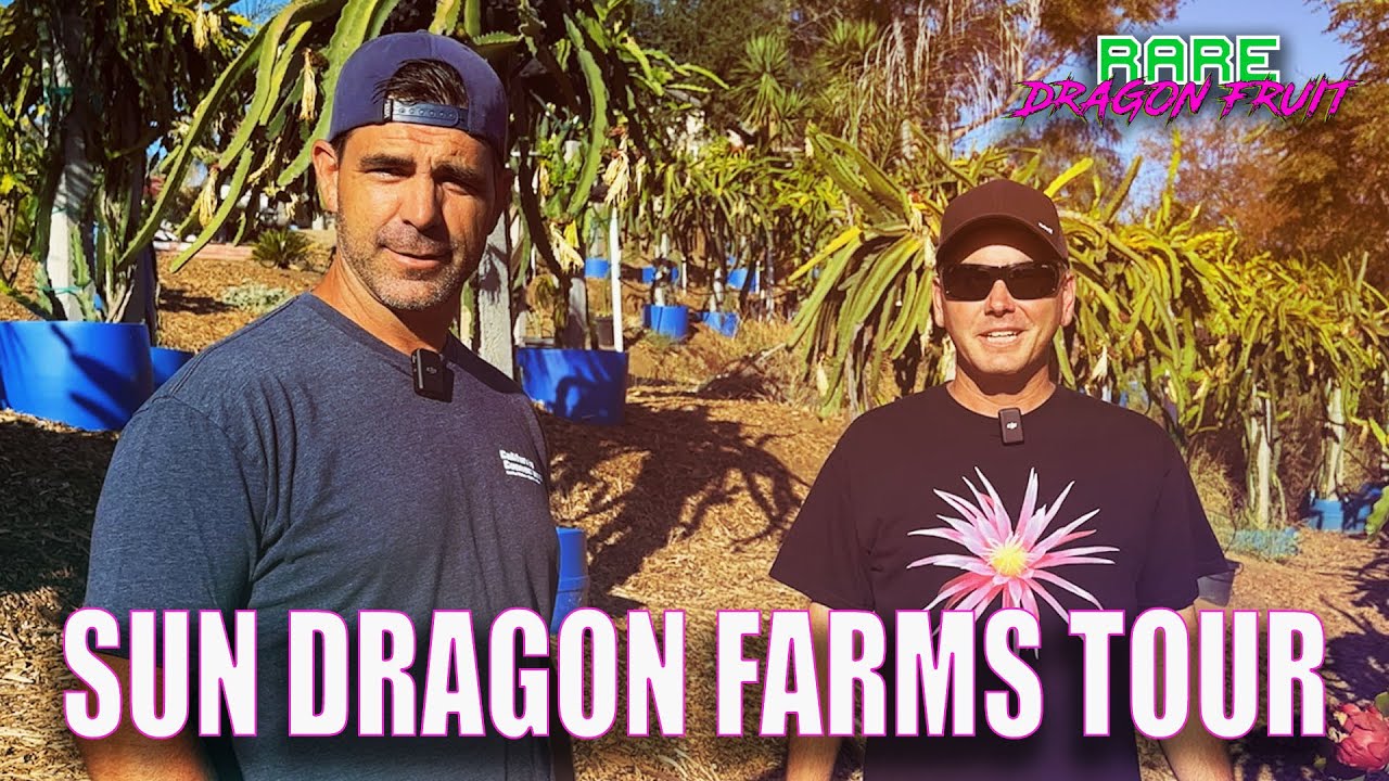 SUN DRAGON FARMS DRAGON FRUIT TOUR / AMAZING BACKYARD FARM / LOTS OF VARIETIES