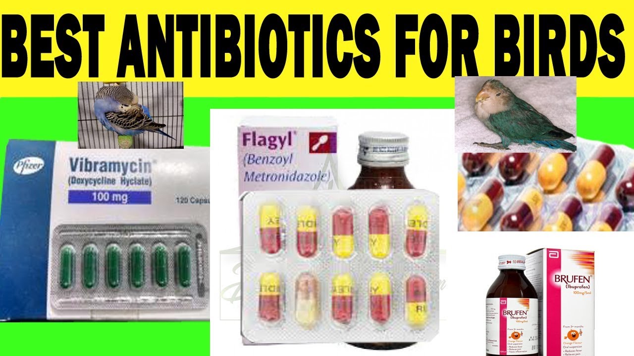 Best antibiotics for birds | budgie | cocktail | Java | Medicines for Cold Chest and Eye infection