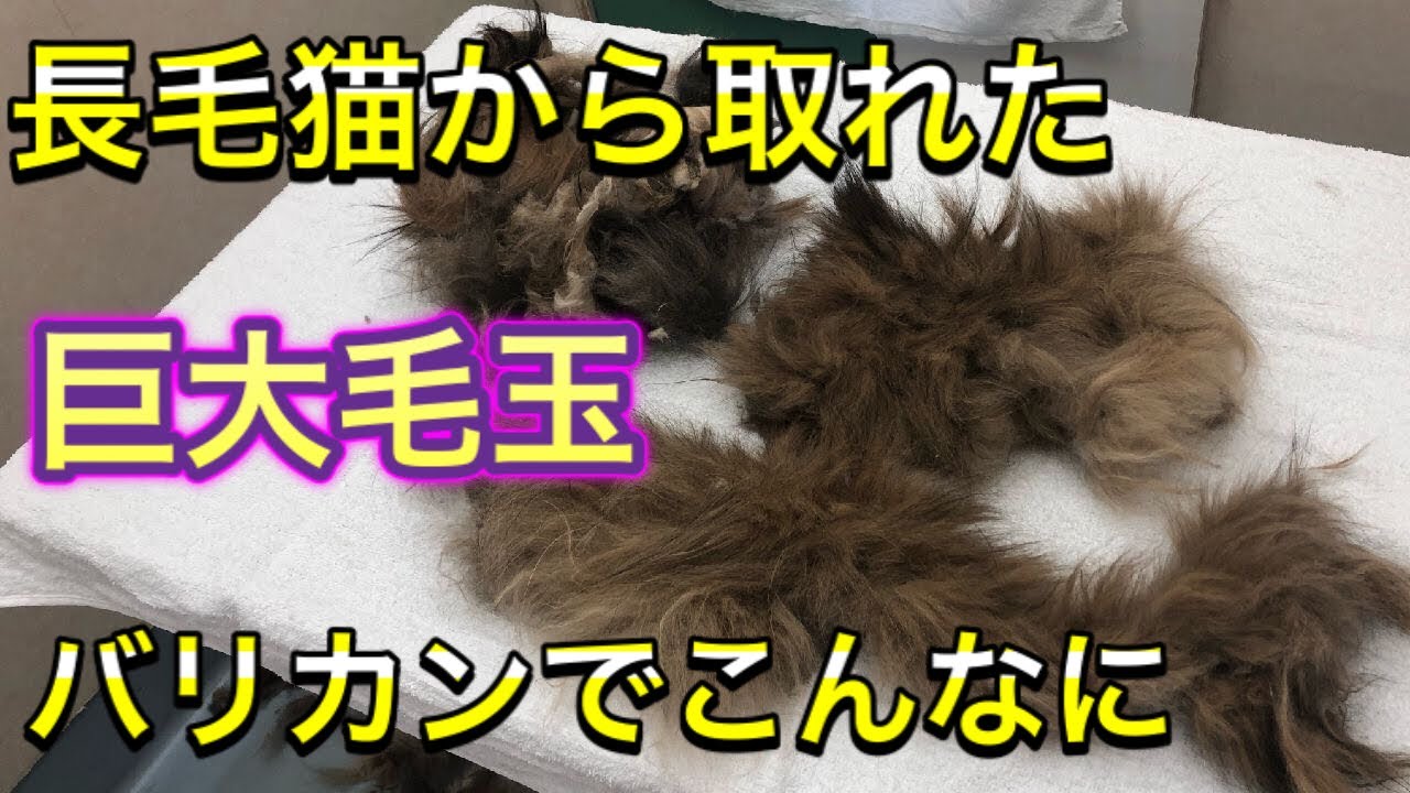 【激オコ暴れ猫】大量毛玉に我慢の限界、結局最後は・・・。閲覧注意