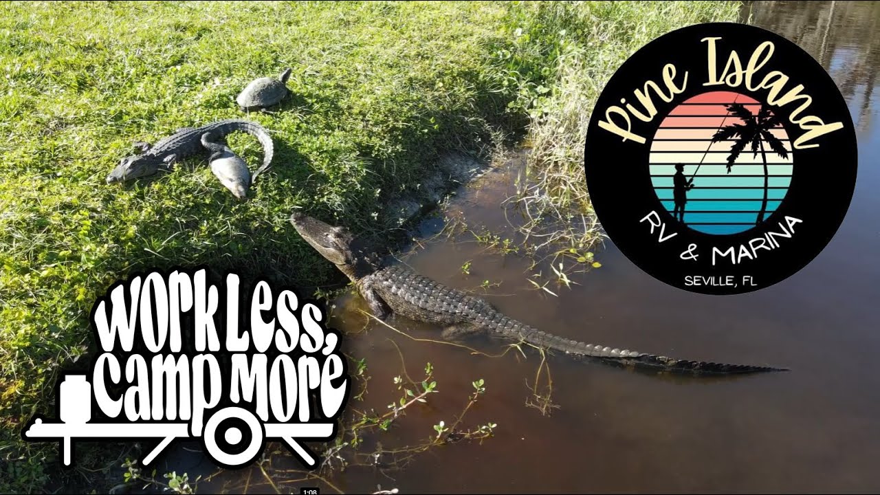 Lunch Time with a Big Bully Alligator! - Drone Footage - Pine Island RV & Marina