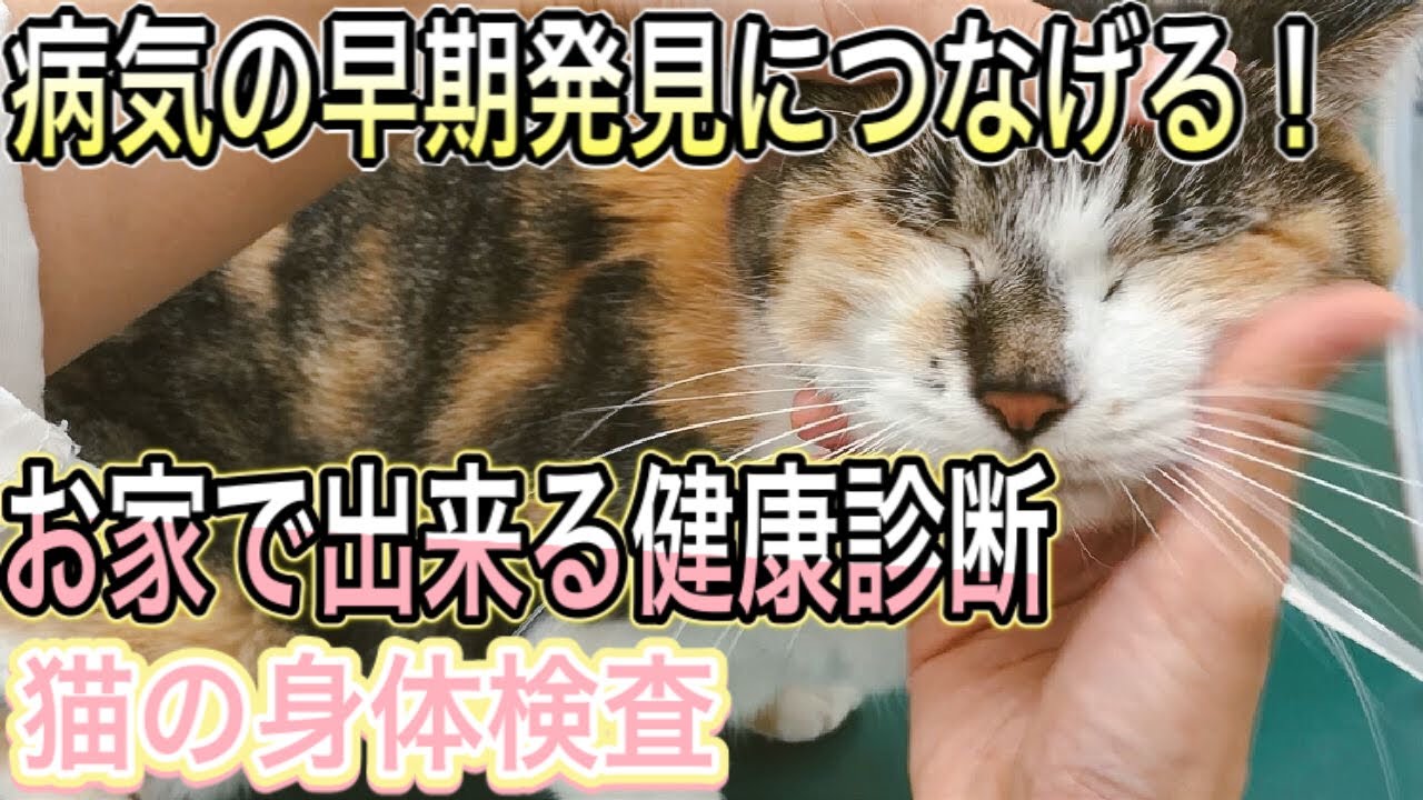 【飼い主さんにやってほしい】猫の病気の早期発見につなげる自宅でできる身体検査。動物病院の猫の健康診断を再現しましょう！