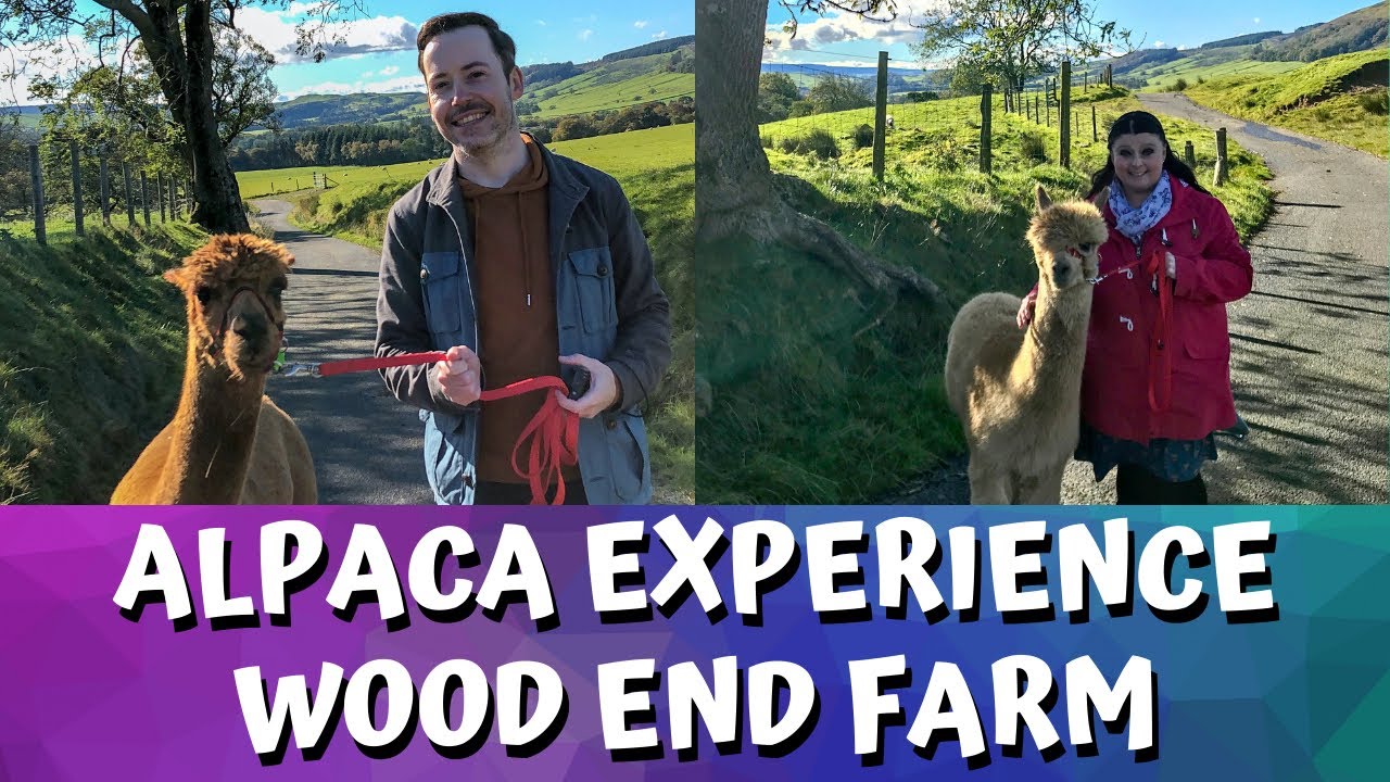 Alpaca Experience | Wood End Farm | Clitheroe Lancashire | October 2020