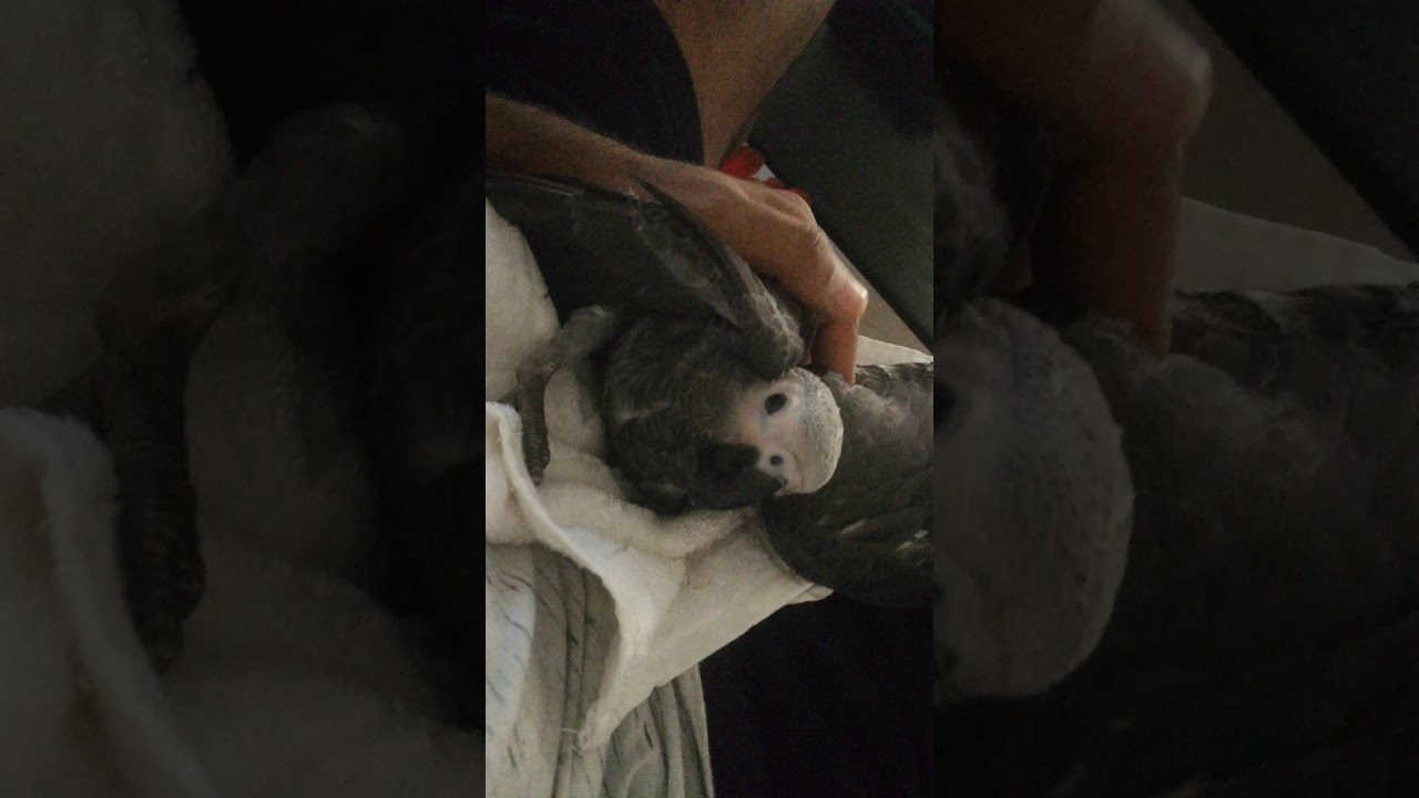 African Grey seizures? Day 1