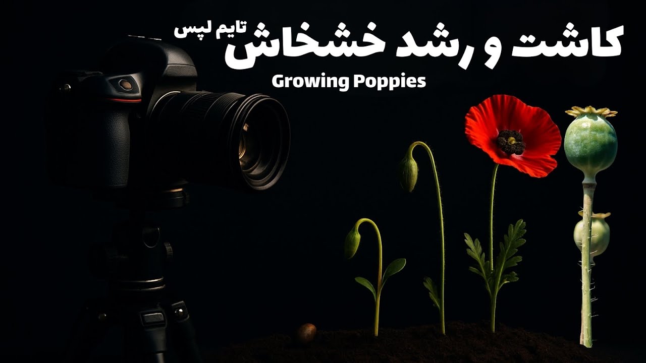 کاشت خشخاش و رشد خشخاش فقط در 2 دقیقه؟! 👀 | Speed Poppy Growing Time-lapse