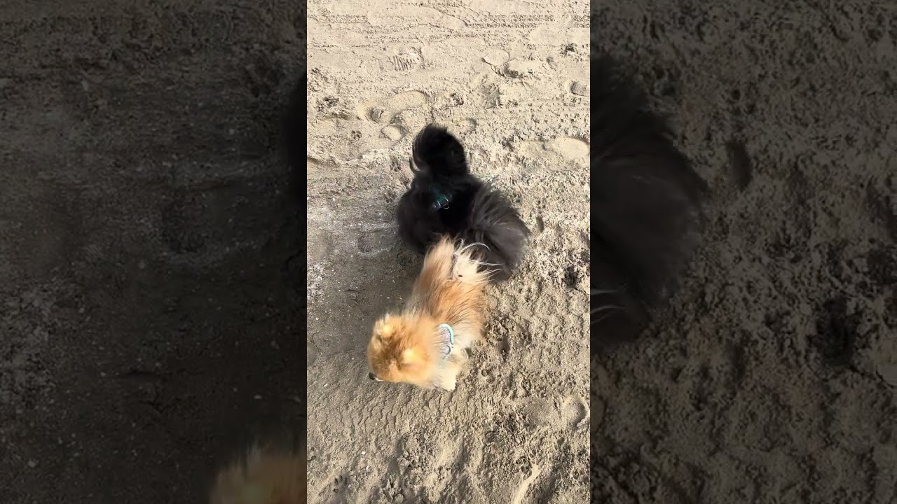 Walking on the beach with 2 funny pomeranians always a full of surprised #pomeranian #dog #happydog