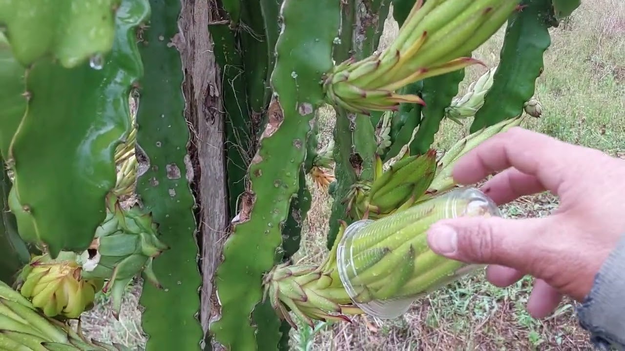 Pitaya Flor Rosa × Abelhas