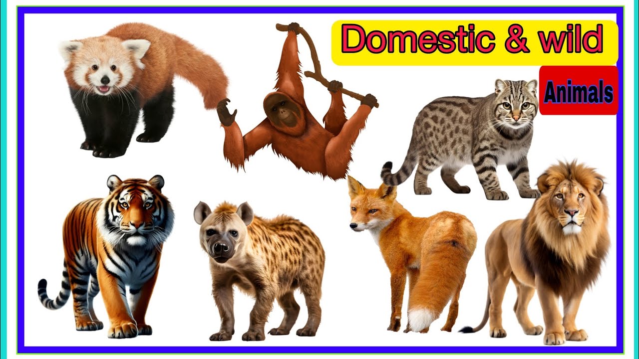 বিভিন্ন পশুর নাম বাংলা /Animals name in english to Bengali /Wild &Domestic animals name