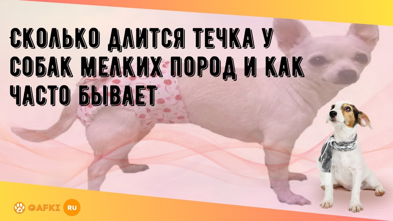 Сколько длится течка у собак мелких пород и как часто бывает