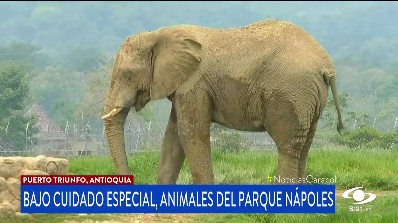 Sin visitantes, pero bajo todos los cuidados, permanecen animales del Parque Hacienda Nápoles