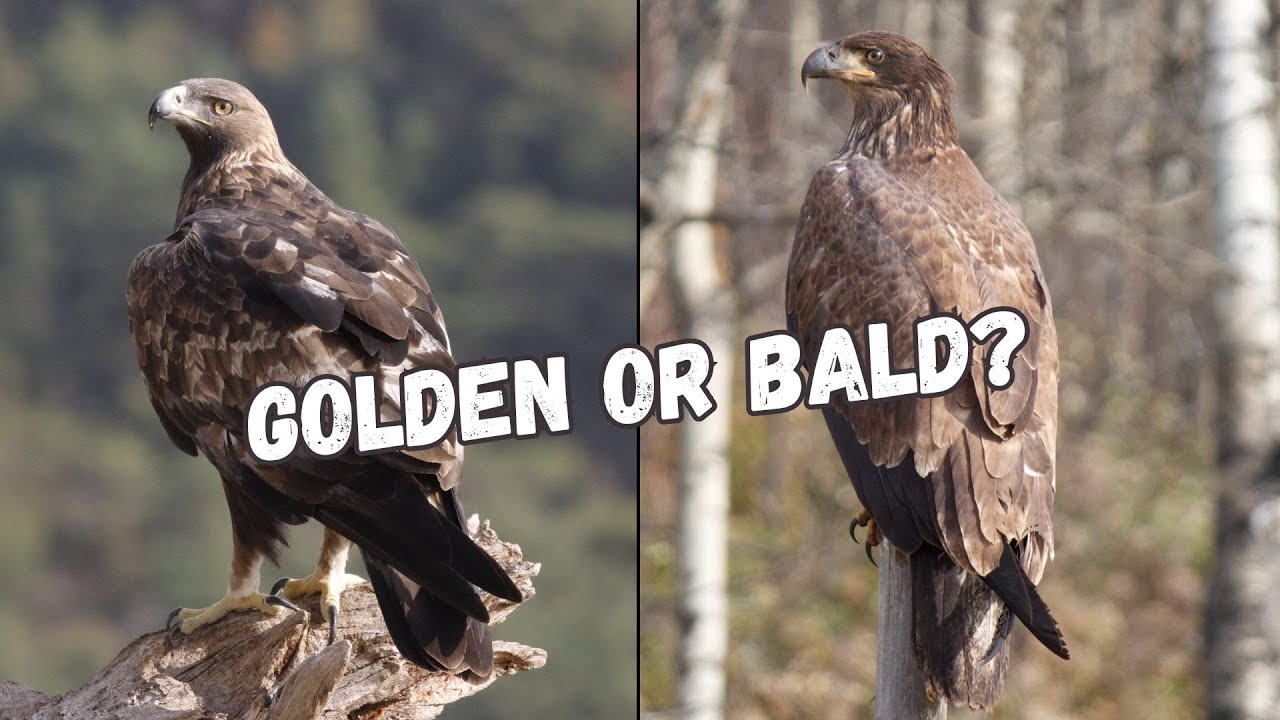 Immature golden eagle or immature bald eagle?