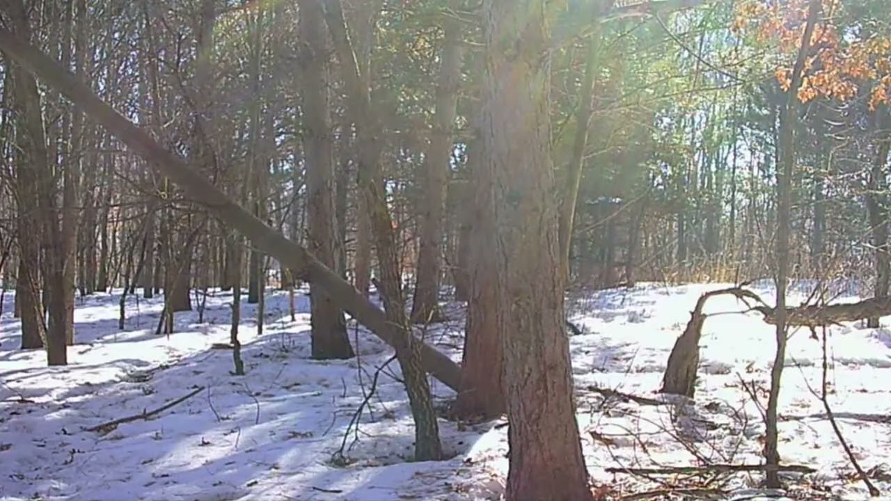 Peaceful Woods Ambience