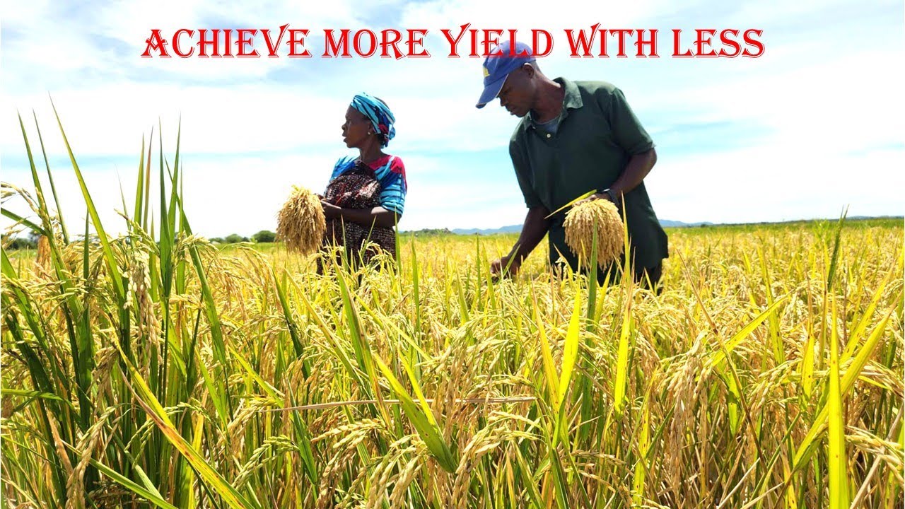 Sustainable Rice Farming in Tanzania: More Yield, Less Inputs!