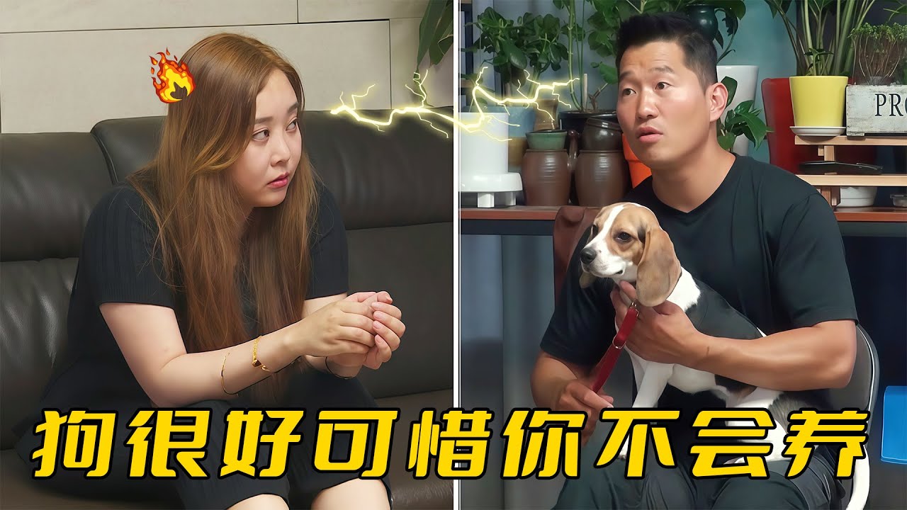比格犬在家稱霸，訓犬師卻誇它是條好狗，反斥主人不會養別養