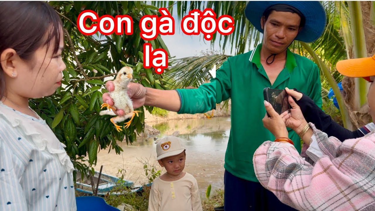 Nh&oacute;m T&iacute; Hon Lần Đầu Thấy Trực Tiếp G&agrave; Độc Lạ || C&ocirc; Chủ Nhỏ