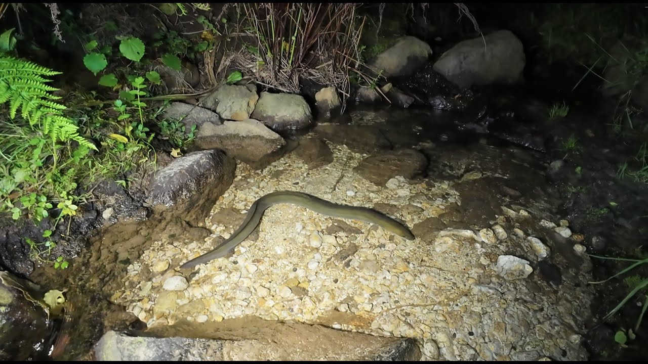 Feeding Eels 11 Oct 2025