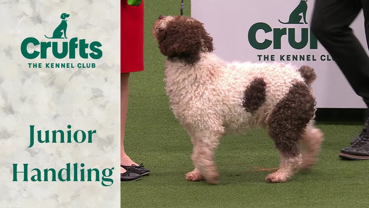 These dogs are adorable!!! 🐶 International Junior Handling Competition Part 1 | Crufts 2024