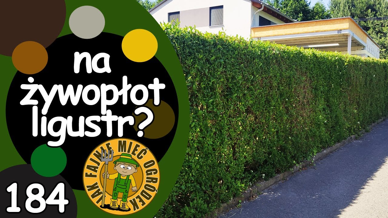 #184 Jak rosną żywopłoty z ligustru pospolitego (Ligustrum vulgare L.)? Ma zalety i wady!