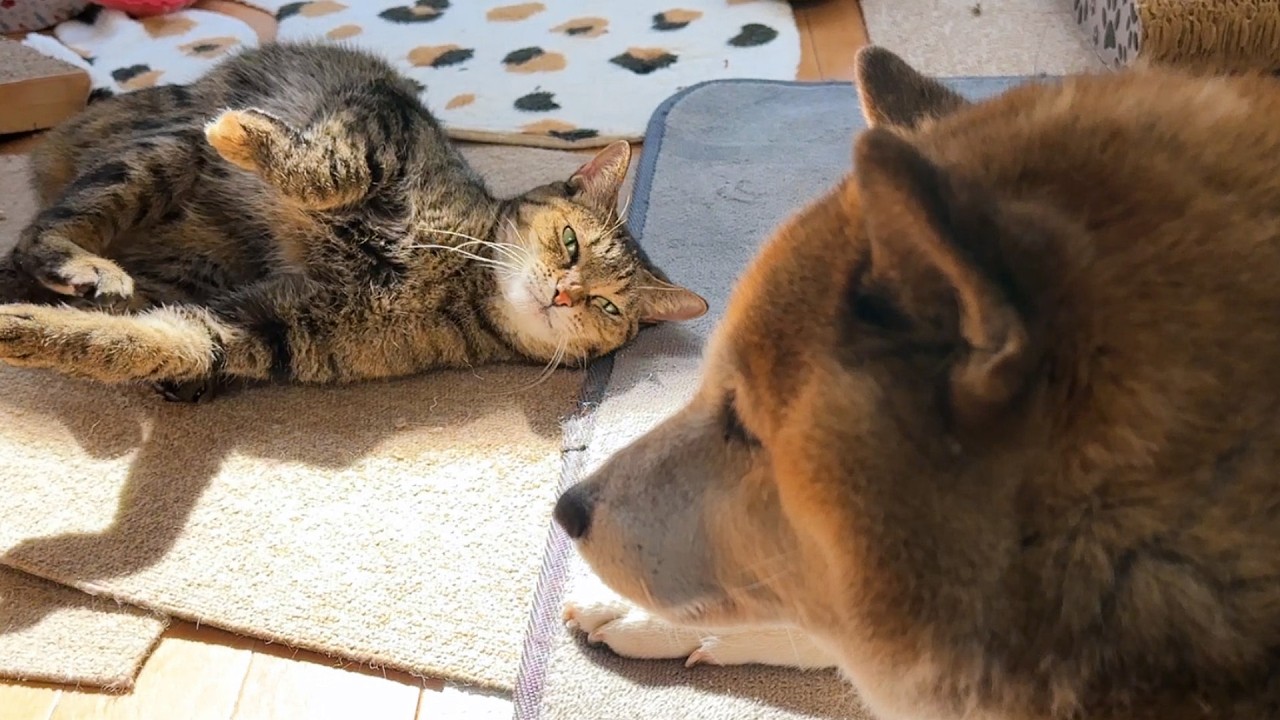 後輩猫たちから一目置かれる姉猫は甘えてる姿もマネしたくなるようです&hellip;笑