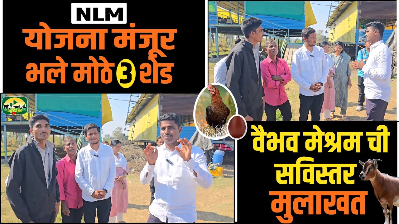 शेळीपालन योजना करायची तर हा व्हिडिओ नक्की पहा.#farming #goat #nlm #शेळीपालन 