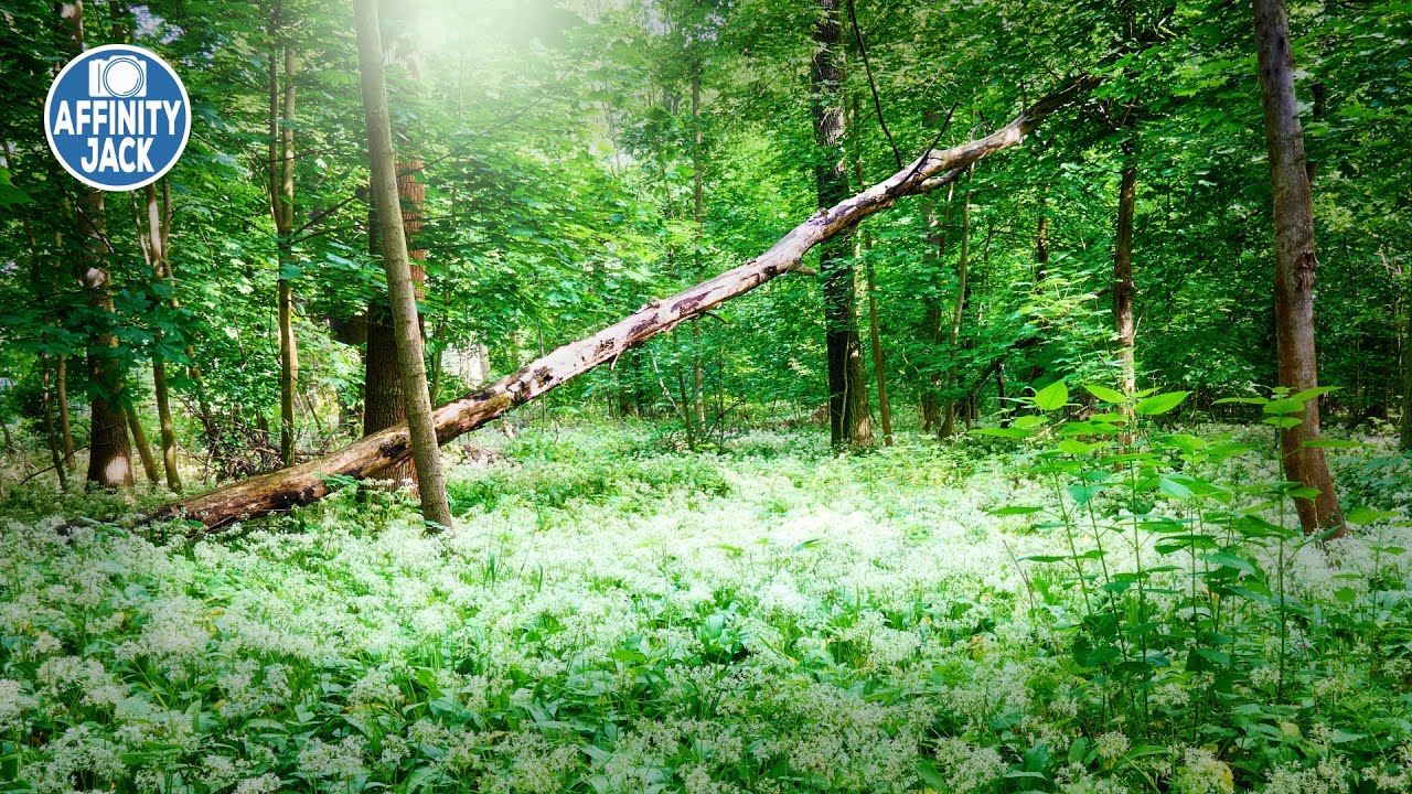 Affinity Photo - märchenhafter Orton Effekt im Wald | verschiedene Methoden