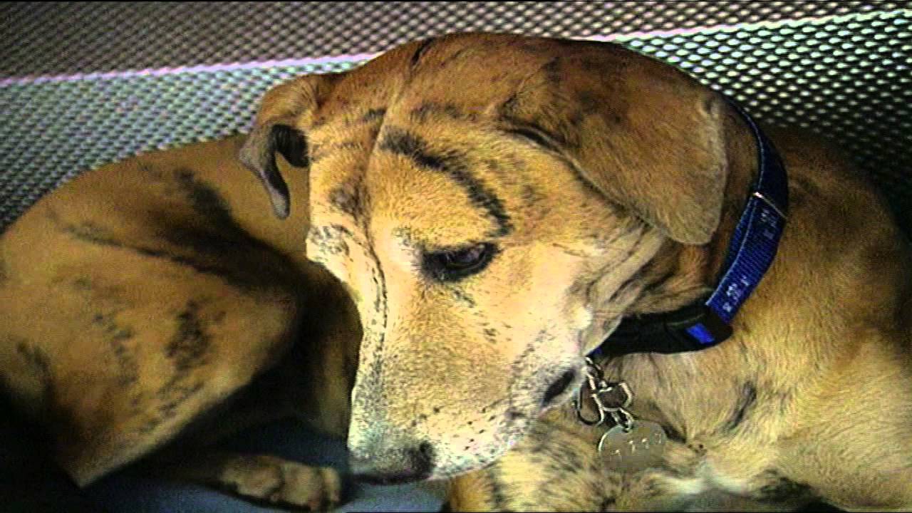 Blue - Battersea Dogs Home Story with John Simm
