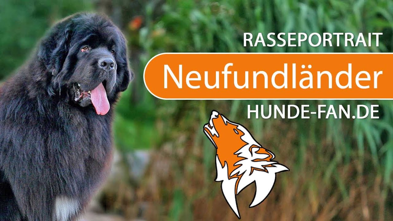 ► Neufundländer [2019] Rasse, Aussehen & Charakter