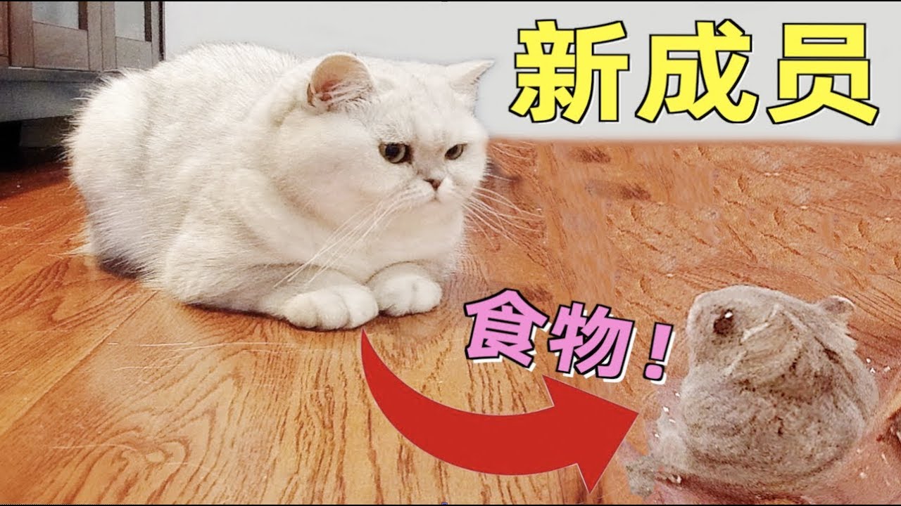 送上门的新成员，感觉随时会被吃掉！