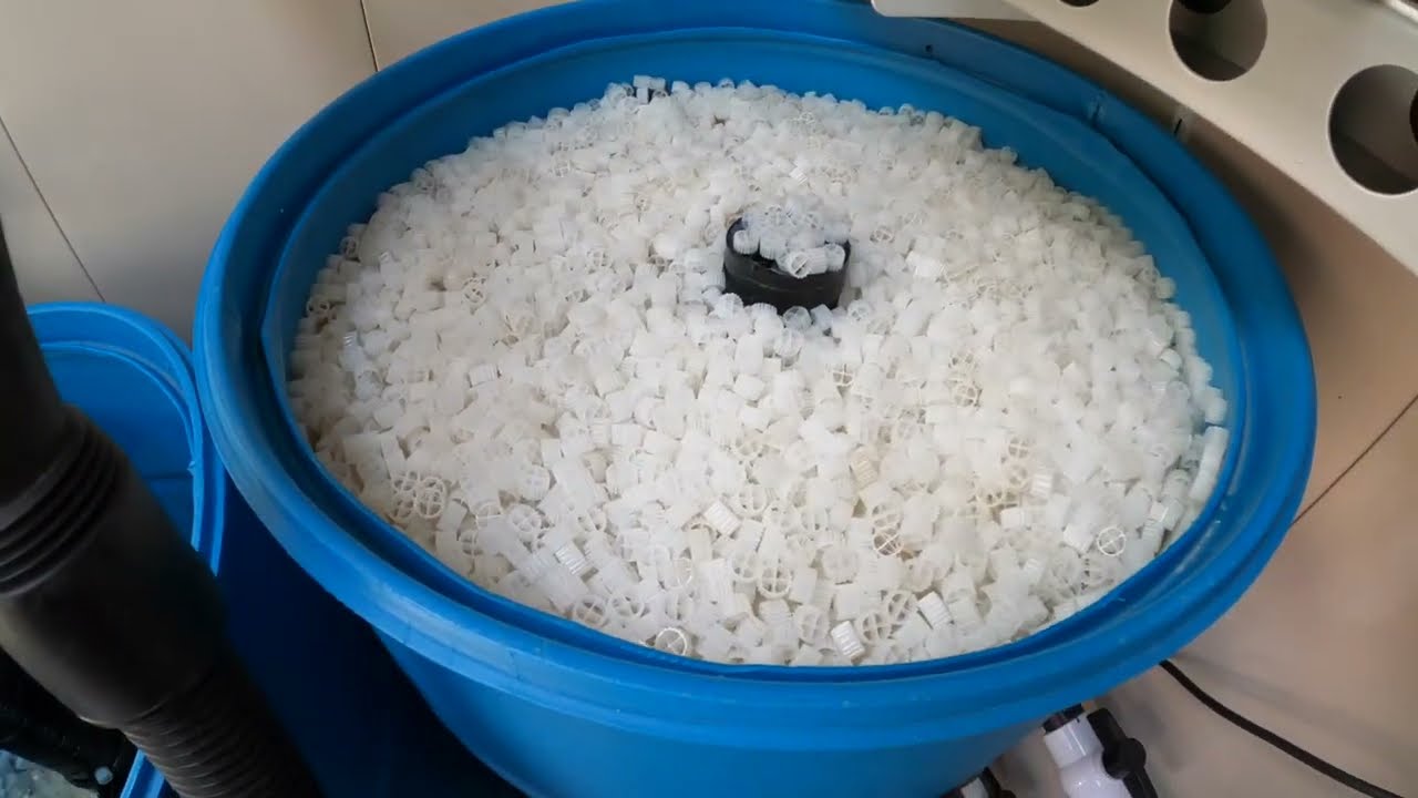 DIY 3-Barrel Filter System For Koi Pond - First Cleaning