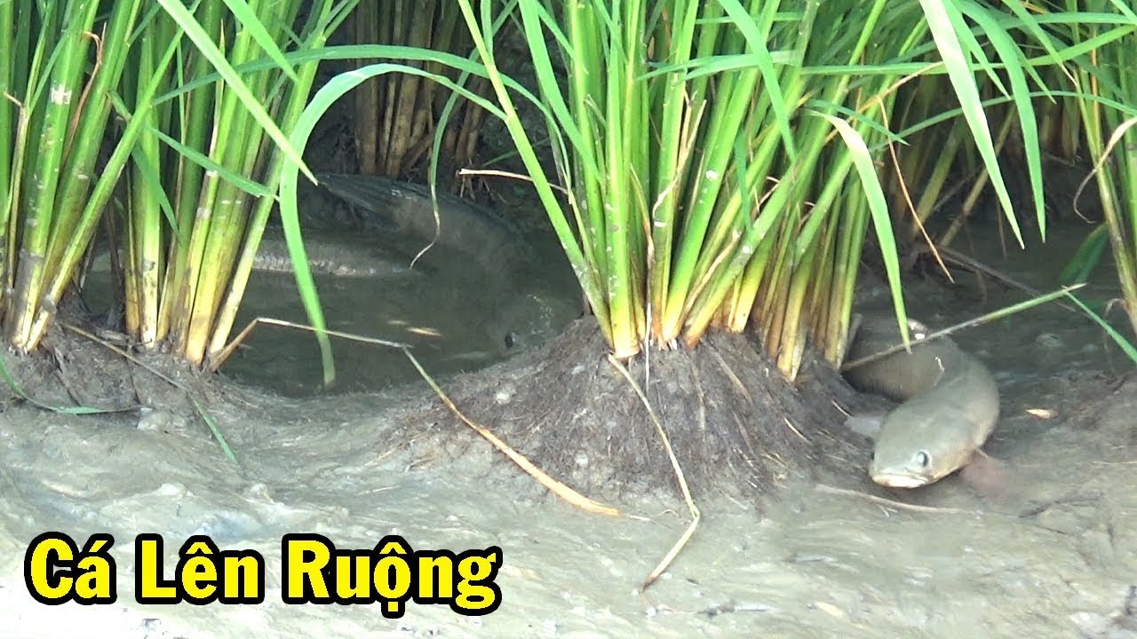 SĂN BẮT CÁ LÓC LÊN RUỘNG BẮT CÁ MIỀN TÂY ĂN TẾT XEM MÊ MẮT/CATCH FISH NGÃ NĂM TV