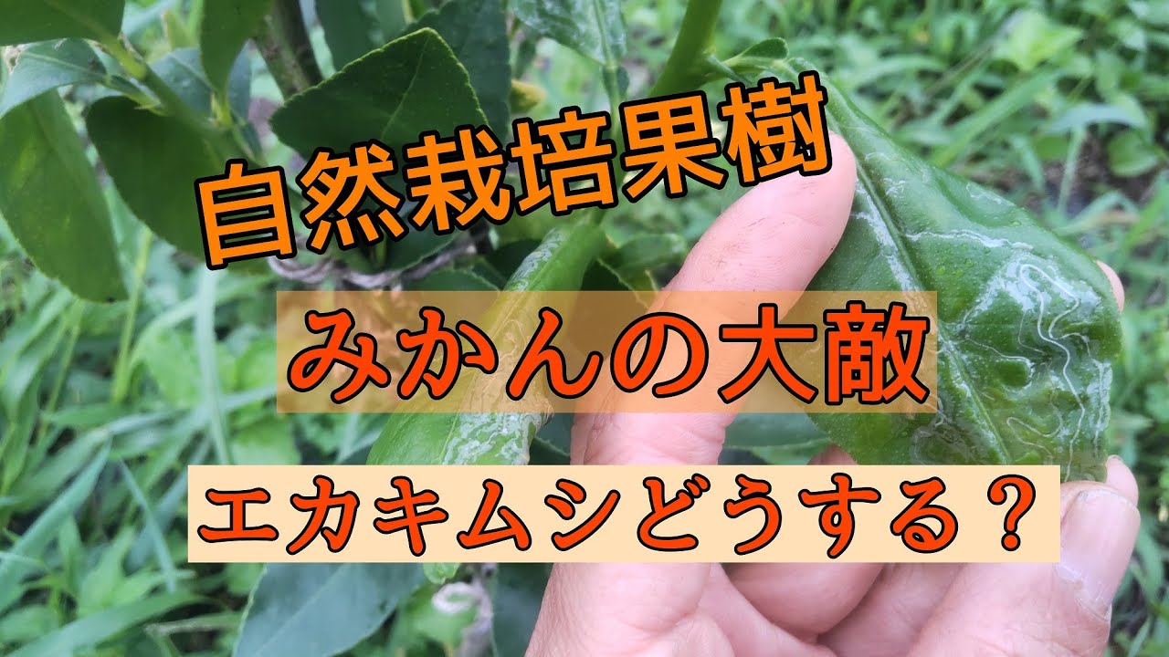 みかんの大敵　エカキムシとアゲハチョウの幼虫